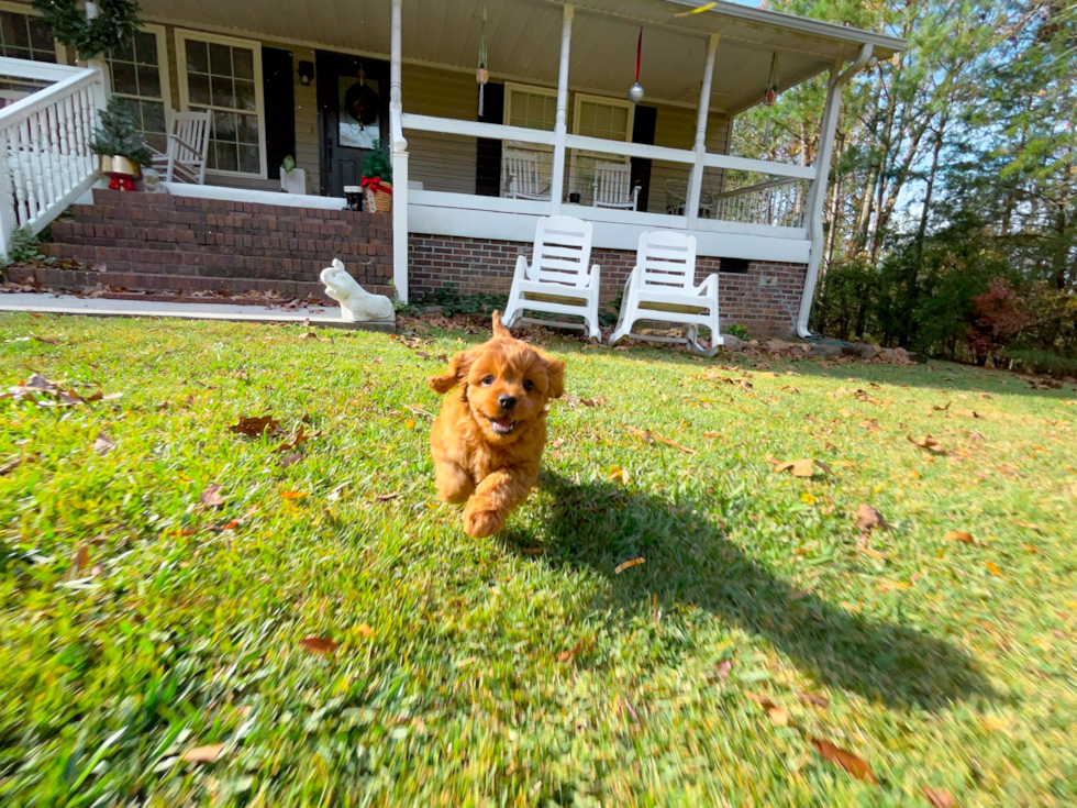 Cavapoo Pup Being Cute