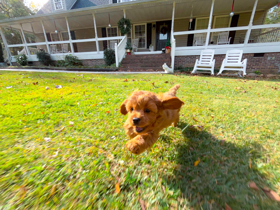Cavapoo Puppy for Adoption