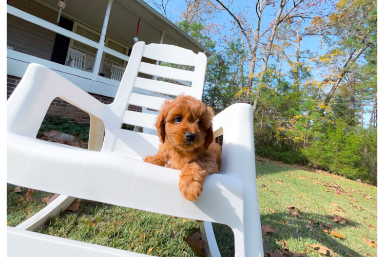 Best Cavapoo Baby