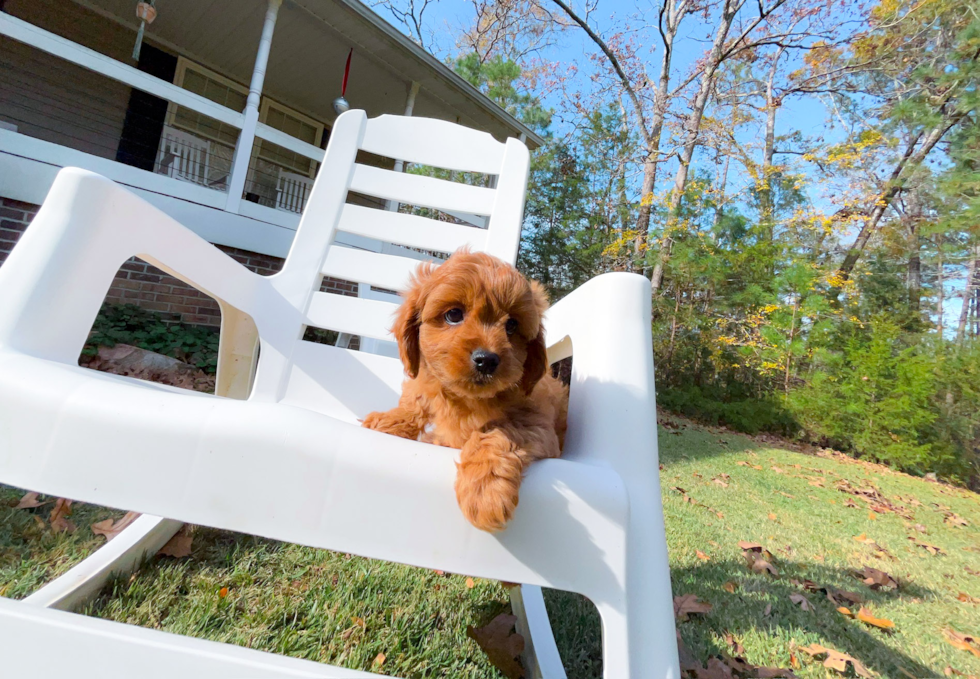 Best Cavapoo Baby