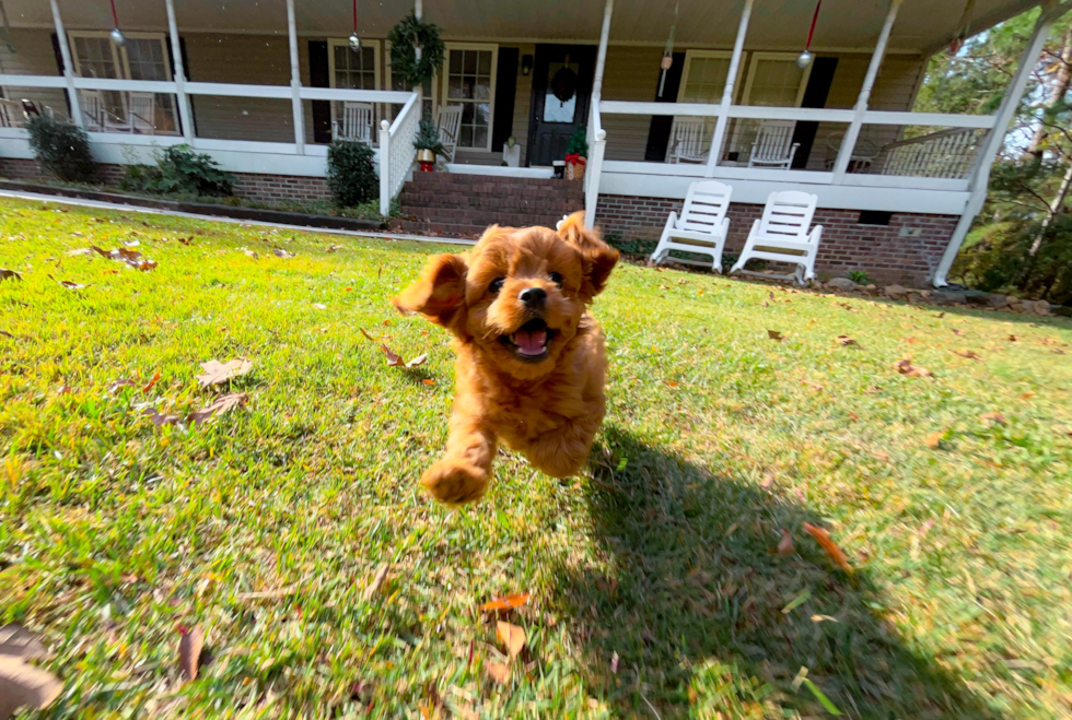 Cute Cavipoo Poodle Mix Puppy