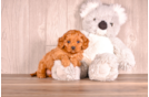 Cavapoo Pup Being Cute