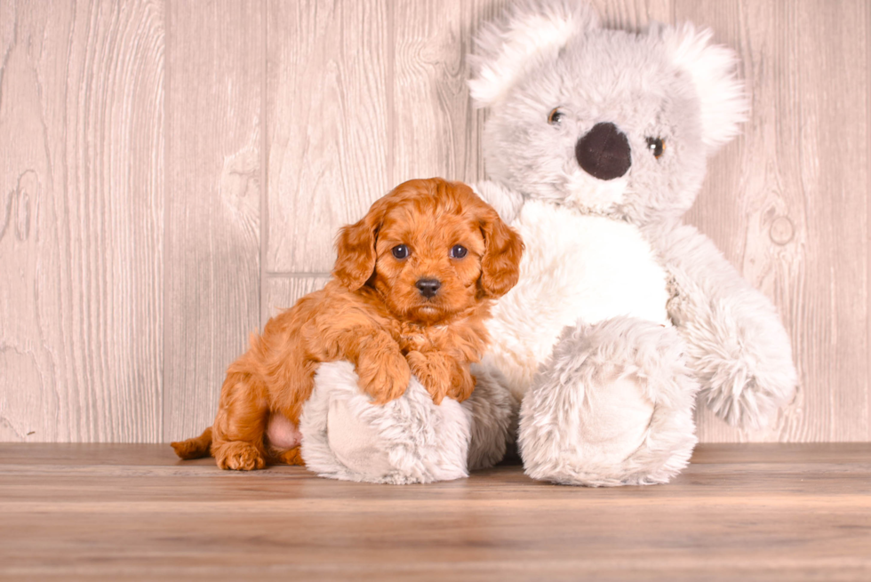 Cavapoo Pup Being Cute