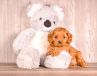 7 week old Cavapoo Puppy For Sale - Simply Southern Pups