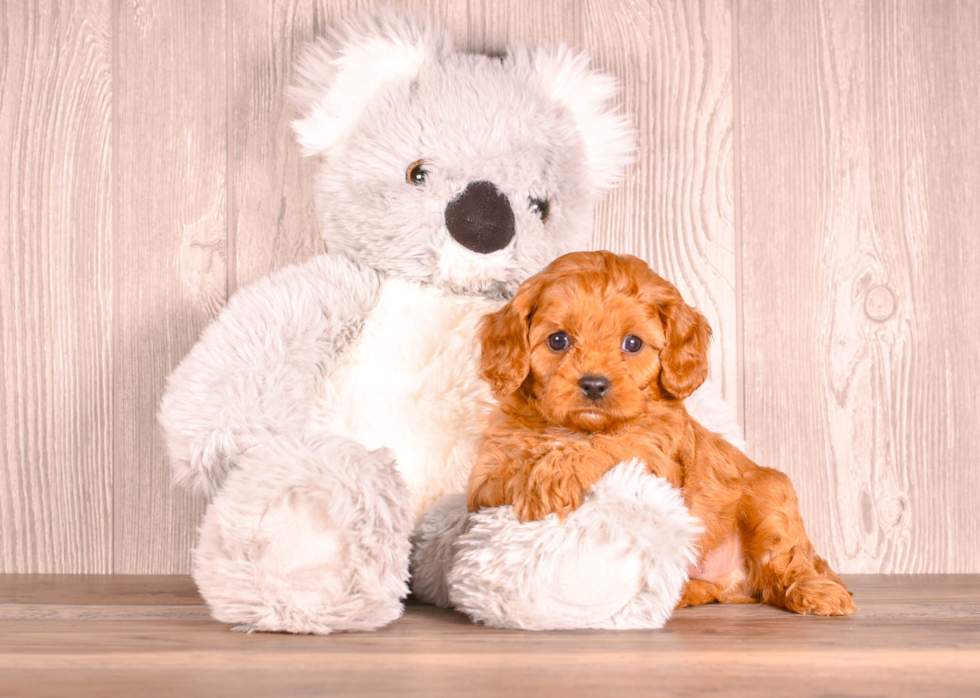 Cute Cavadoodle Poodle Mix Puppy