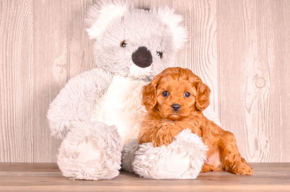 5 week old Cavapoo Puppy For Sale - Simply Southern Pups