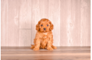 Cavapoo Pup Being Cute