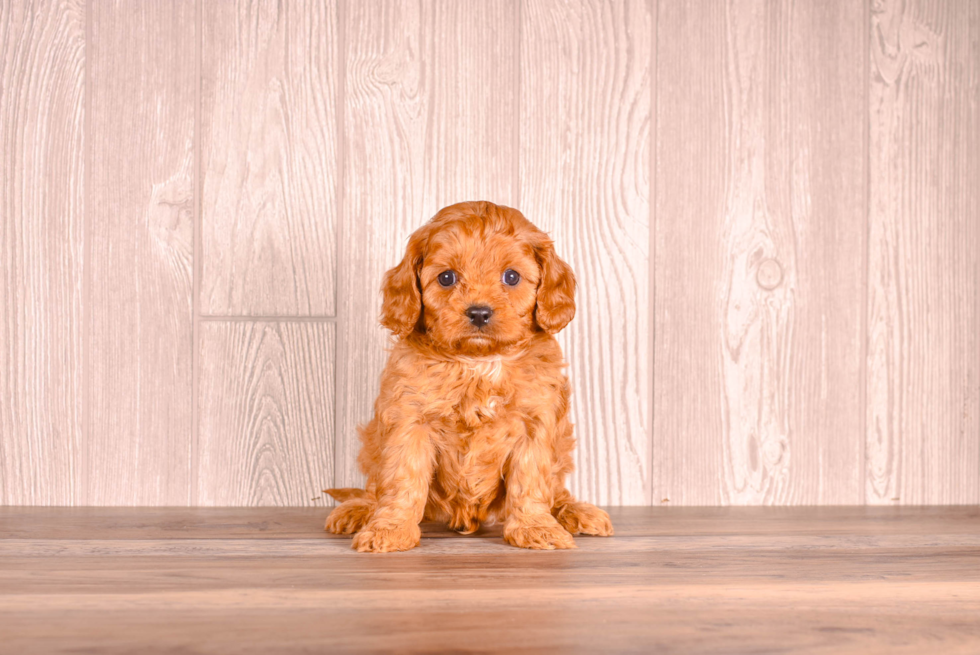Cavapoo Pup Being Cute