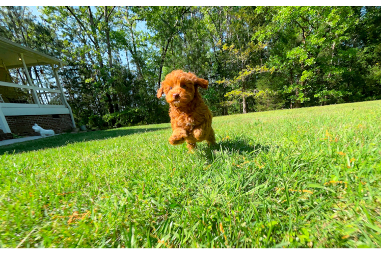 Cute Cavadoodle Poodle Mix Puppy