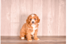 Cute Cavalier King Charles Spaniel and Poodle Mix Poodle Mix Puppy
