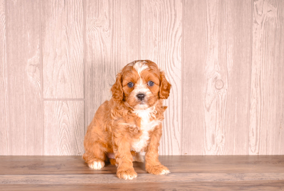 Cute Cavalier King Charles Spaniel and Poodle Mix Poodle Mix Puppy