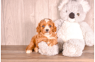 Cavapoo Puppy for Adoption