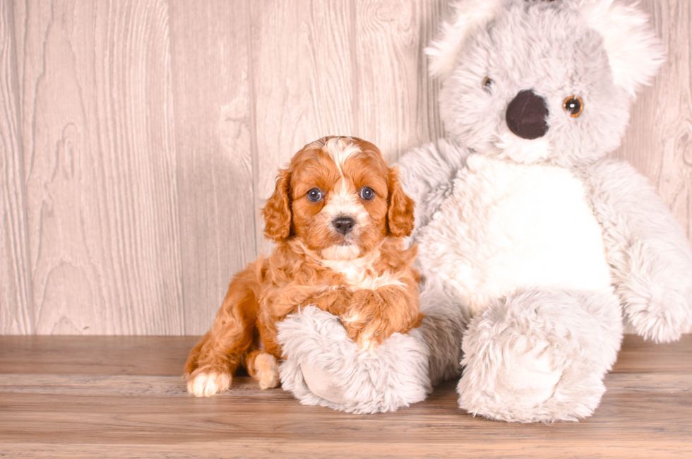 5 week old Cavapoo Puppy For Sale - Simply Southern Pups