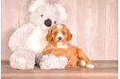 Cavapoo Puppy for Adoption