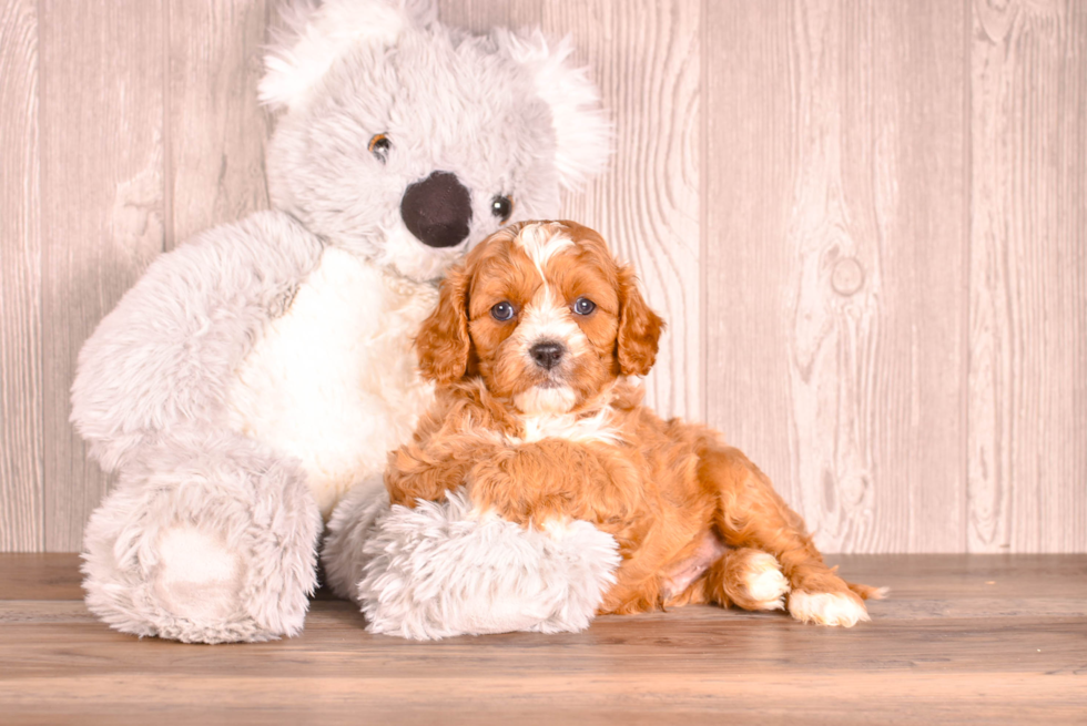 Cavapoo Puppy for Adoption