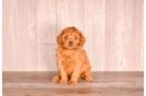 Cute Cavapoo Baby