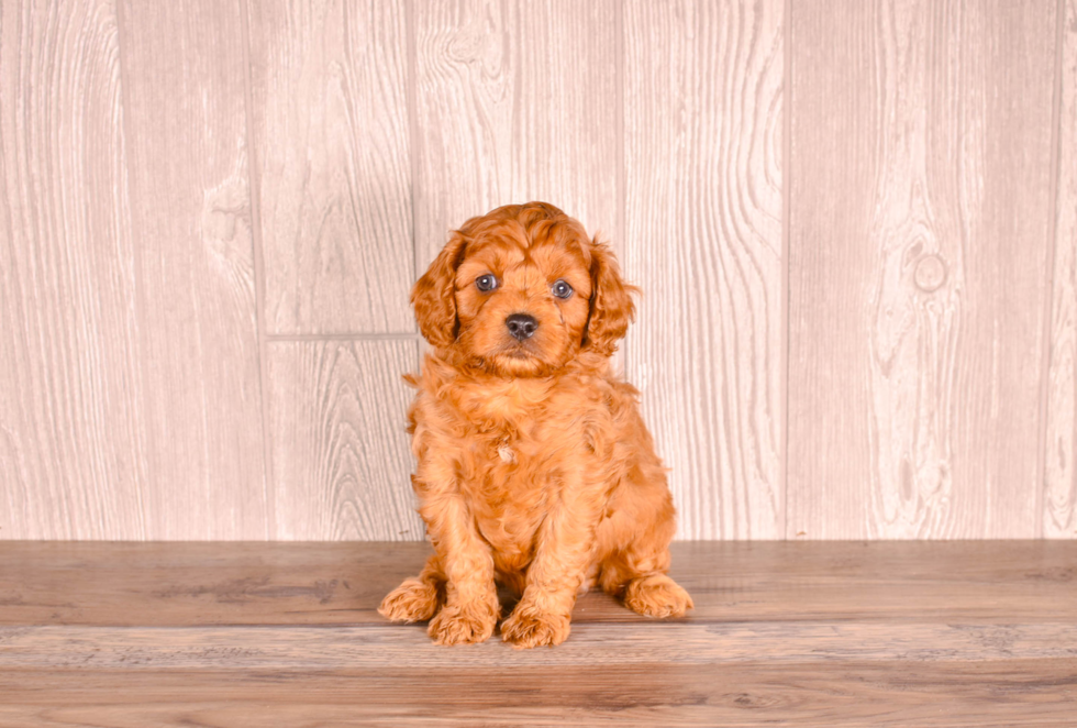 Cute Cavapoo Baby