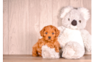 Cute Cavapoo Baby
