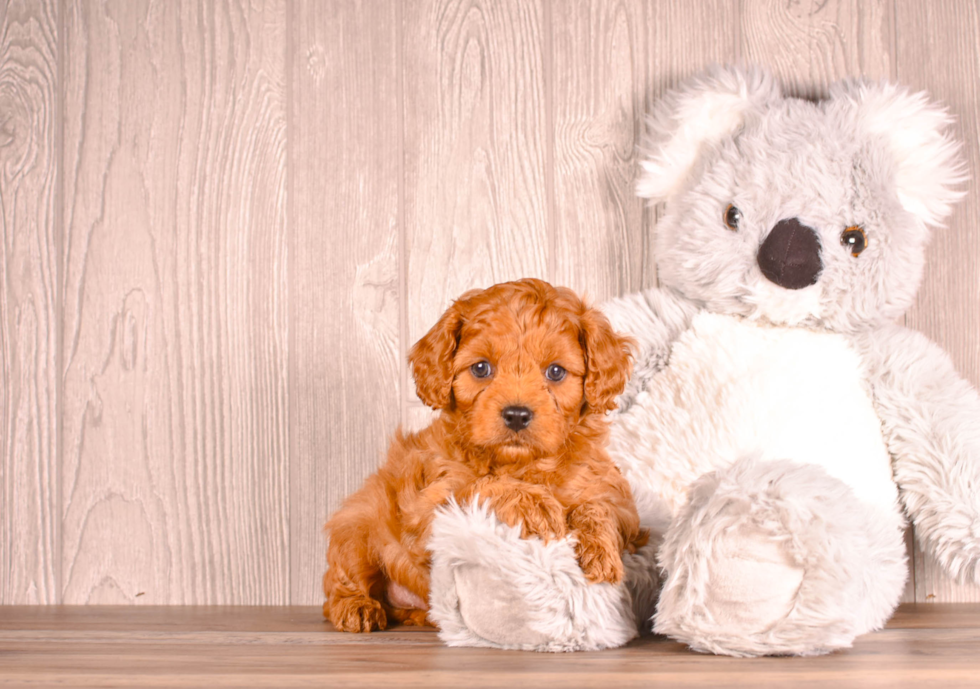 Cute Cavapoo Baby