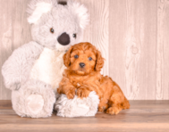 7 week old Cavapoo Puppy For Sale - Simply Southern Pups