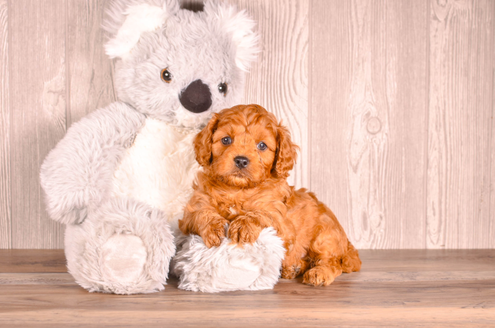 5 week old Cavapoo Puppy For Sale - Simply Southern Pups