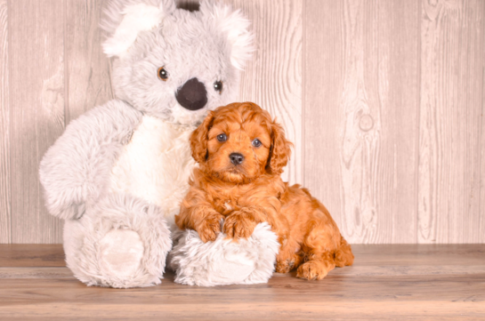Cute Cavapoo Poodle Mix Pup