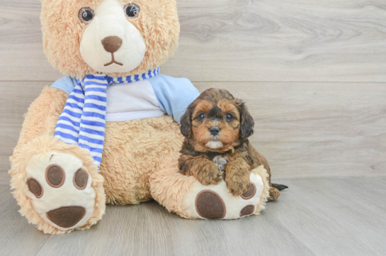 Happy Cavapoo Baby