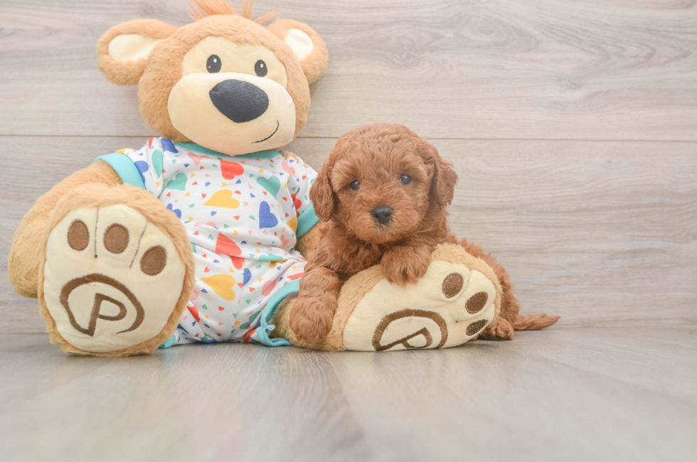 5 week old Cavapoo Puppy For Sale - Simply Southern Pups