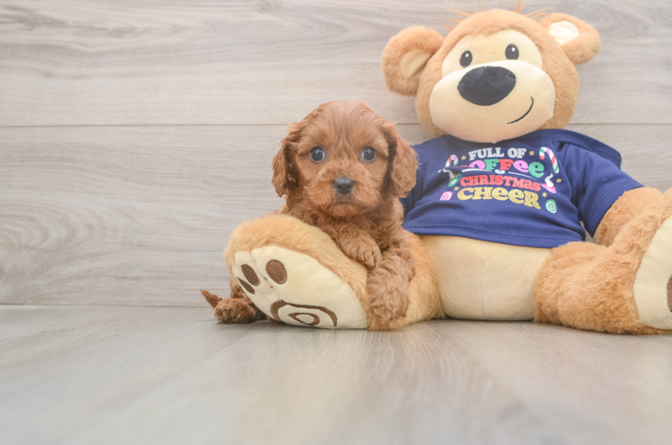 6 week old Cavapoo Puppy For Sale - Simply Southern Pups