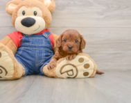 8 week old Cavapoo Puppy For Sale - Simply Southern Pups