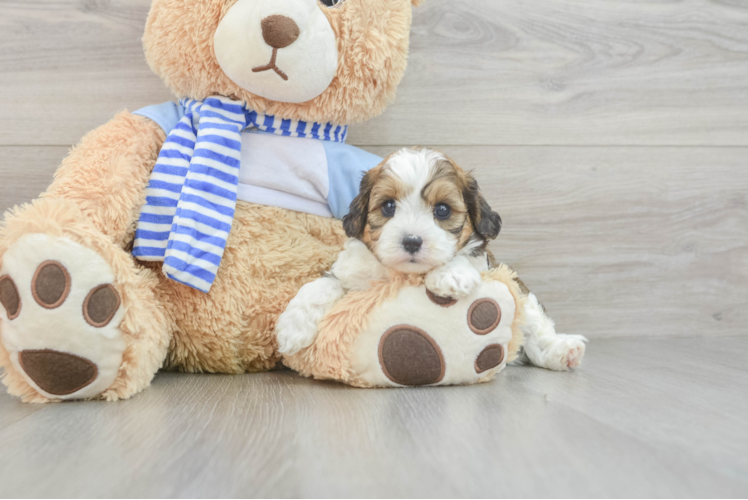 Adorable Cavalier King Charles Spaniel and Poodle Mix Poodle Mix Puppy