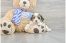 Adorable Cavalier King Charles Spaniel and Poodle Mix Poodle Mix Puppy