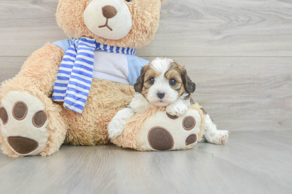 5 week old Cavapoo Puppy For Sale - Simply Southern Pups