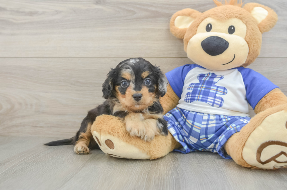 5 week old Cavapoo Puppy For Sale - Simply Southern Pups