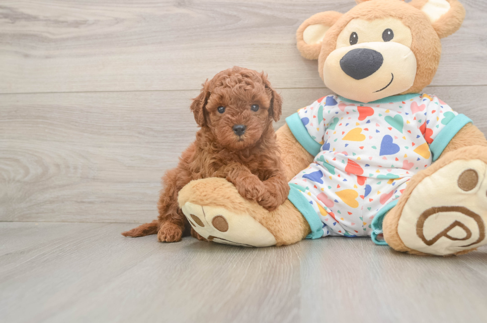 5 week old Cavapoo Puppy For Sale - Simply Southern Pups