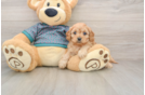 Best Cavapoo Baby