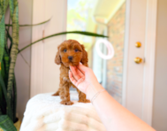 9 week old Cavapoo Puppy For Sale - Simply Southern Pups