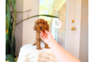 Cute Cavapoo Poodle Mix Pup