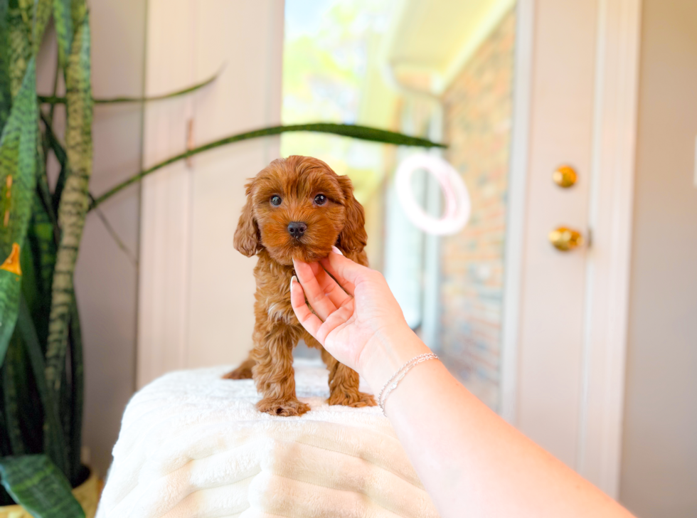 Cute Cavapoo Poodle Mix Pup