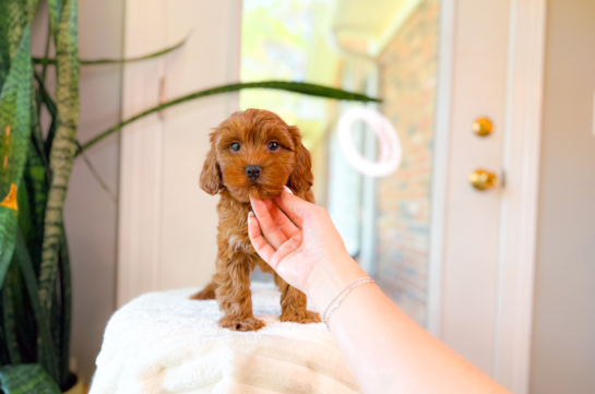 Cute Cavapoo Poodle Mix Pup