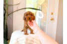 Best Cavapoo Baby