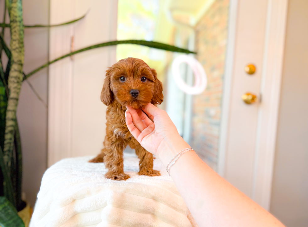 Best Cavapoo Baby