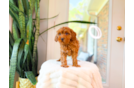 Cute Cavipoo Poodle Mix Puppy