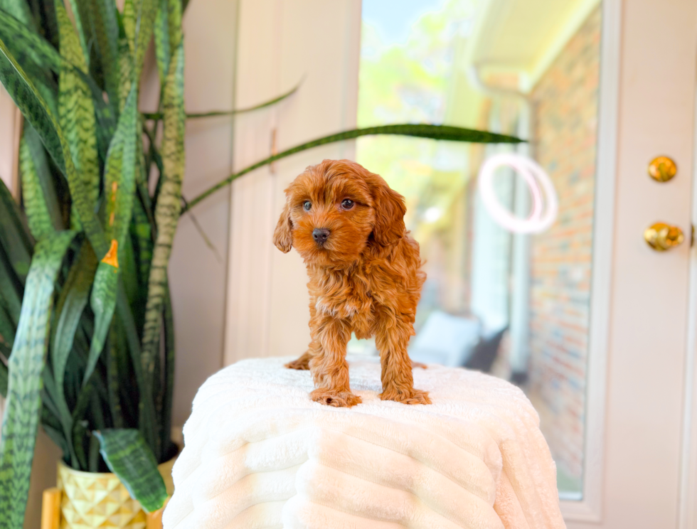Cute Cavipoo Poodle Mix Puppy