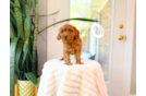 Best Cavapoo Baby