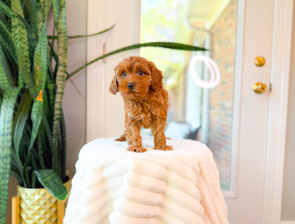 Best Cavapoo Baby