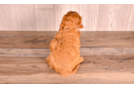 Cute Cavapoo Poodle Mix Pup