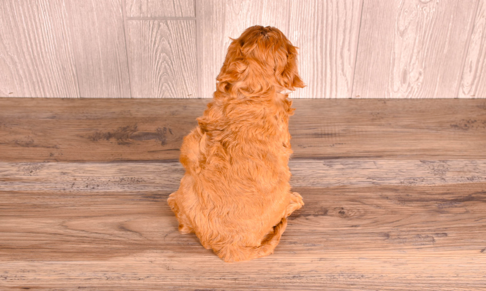 Cute Cavapoo Poodle Mix Pup