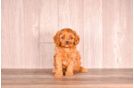 Cavapoo Puppy for Adoption