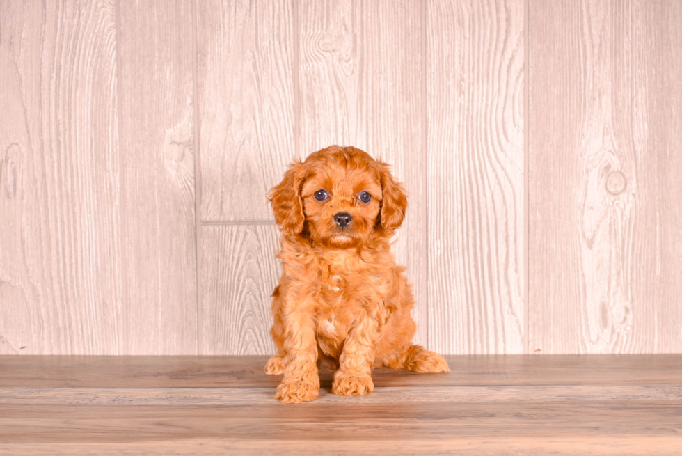 Cavapoo Puppy for Adoption